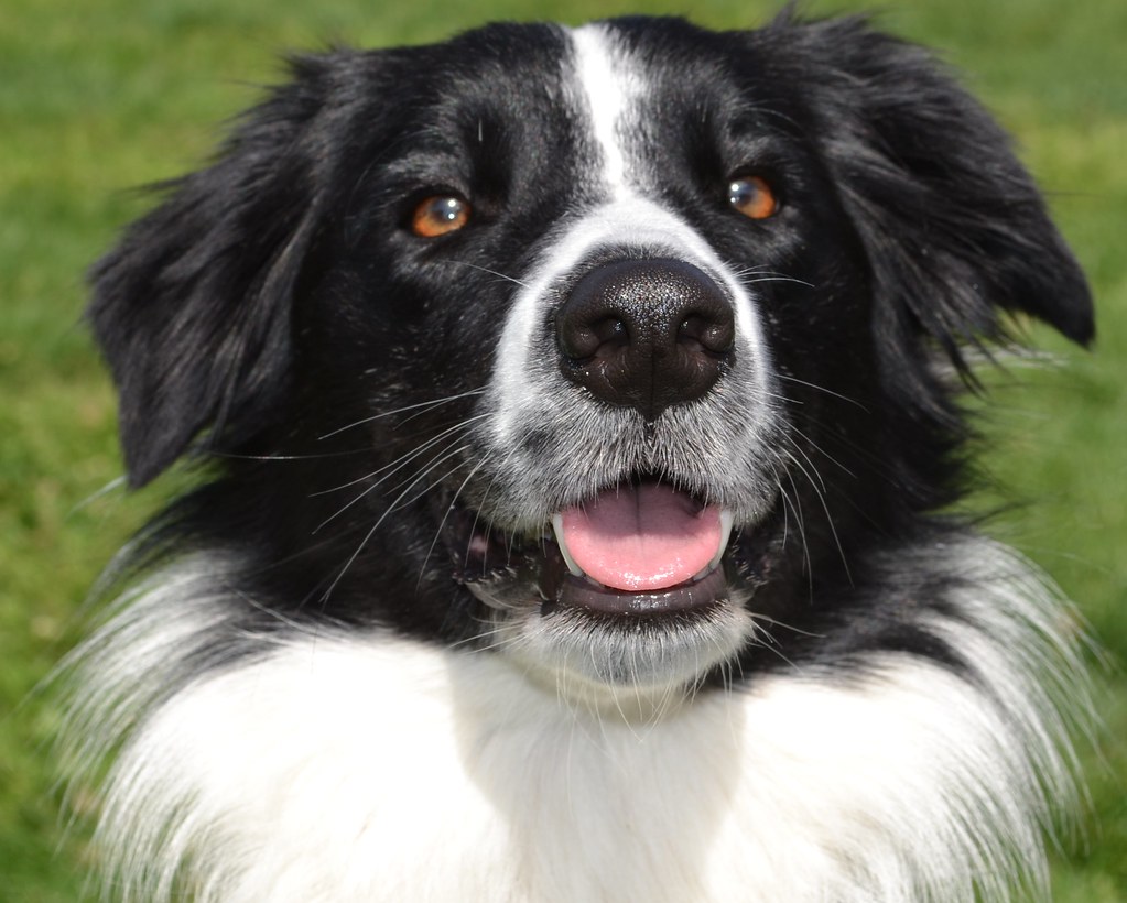 Animal Actors 10 AnimalActors Flickr