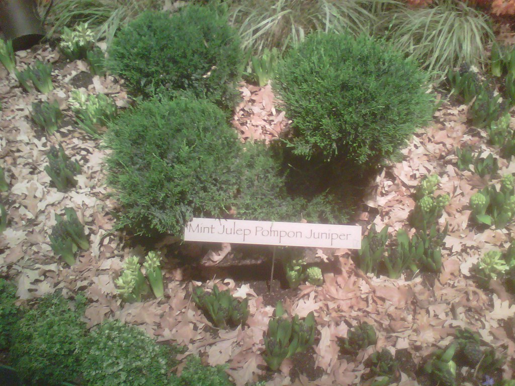 Macy's 2012 Flower Show MInt Julep Pompon Juniper Flickr