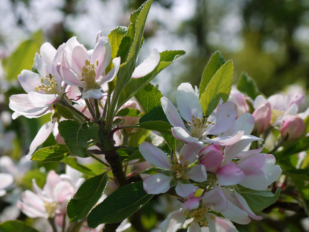 Cherry pink and apple blossom white It's cherry pink and a… Flickr
