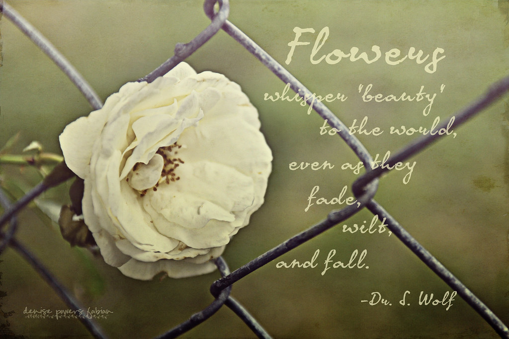 The Whisper of Flowers Using techniques learned from Kim K… Flickr