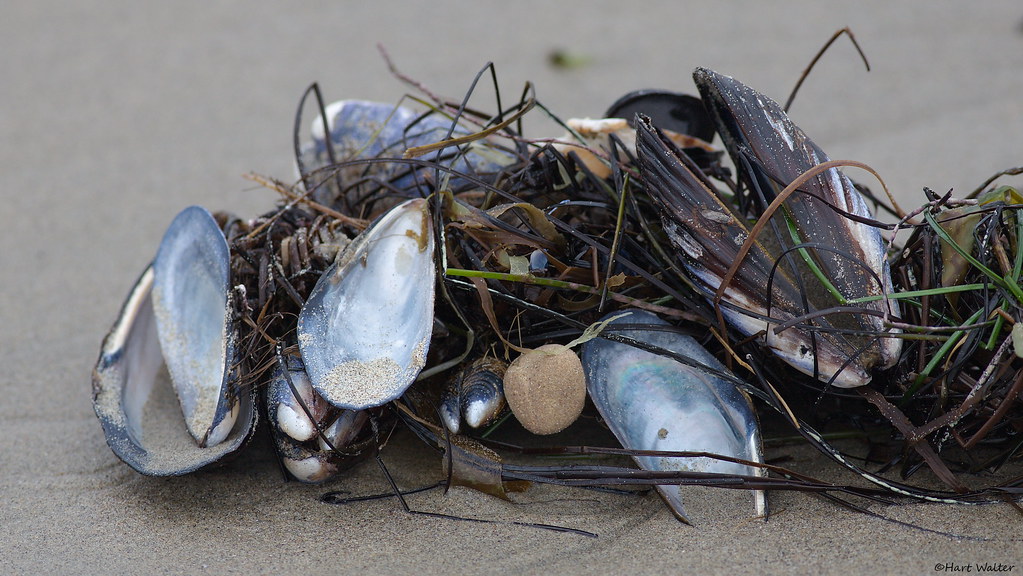 Mussels and kelp on beach IMG_5728 Hartmut Walter Flickr