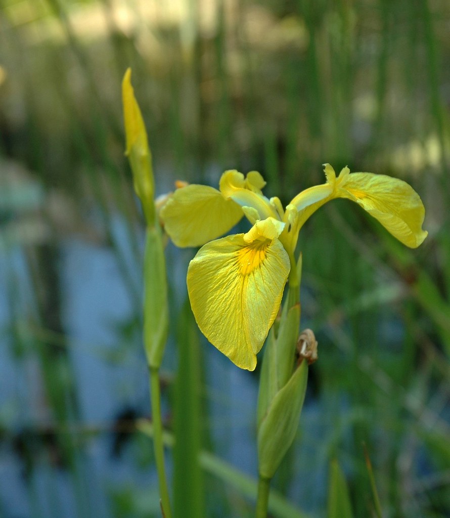 Iris Oregon Coast Aquarium Flickr