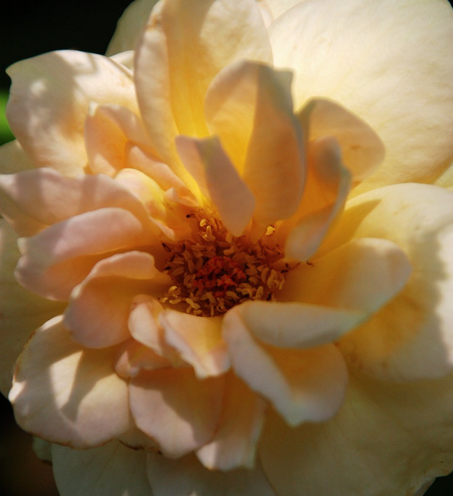 'Prairie Sunrise' rose David Flickr