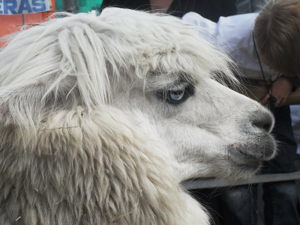 Alpaca Alpaca Nicolaas Verhoeven Flickr