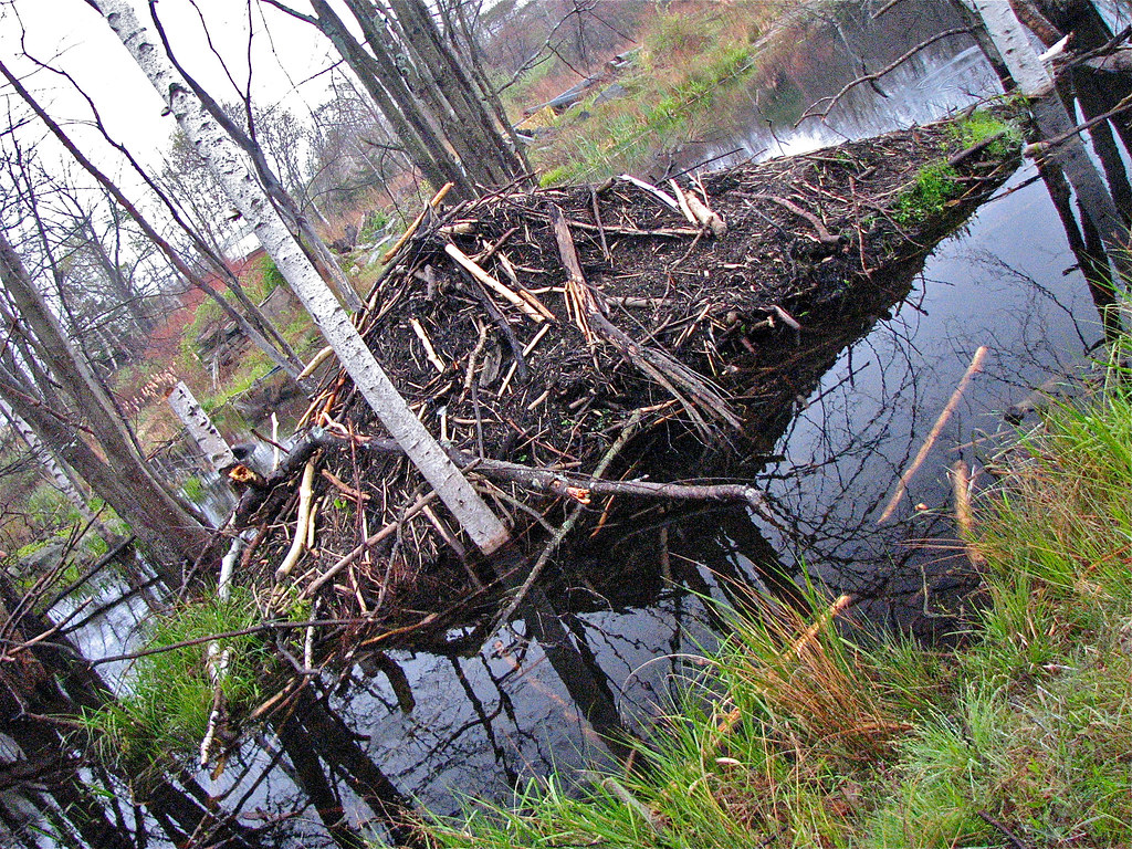 busy • beavers Peaks Island, Maine USA • Beavers' • Progre… Flickr