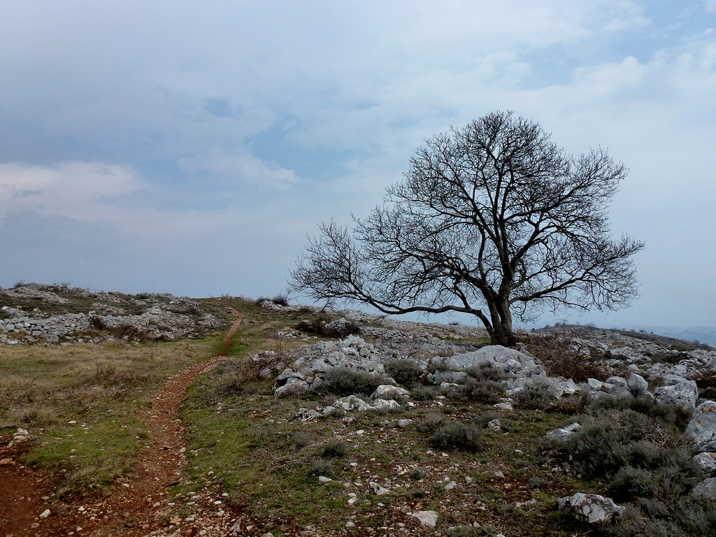 un chêne plateau de SaintBarnabé à Vence Bernard Fourmond Flickr