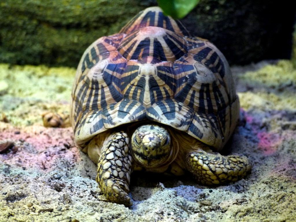 Lumpy Turtle Melbourne Zoo Yortw Flickr