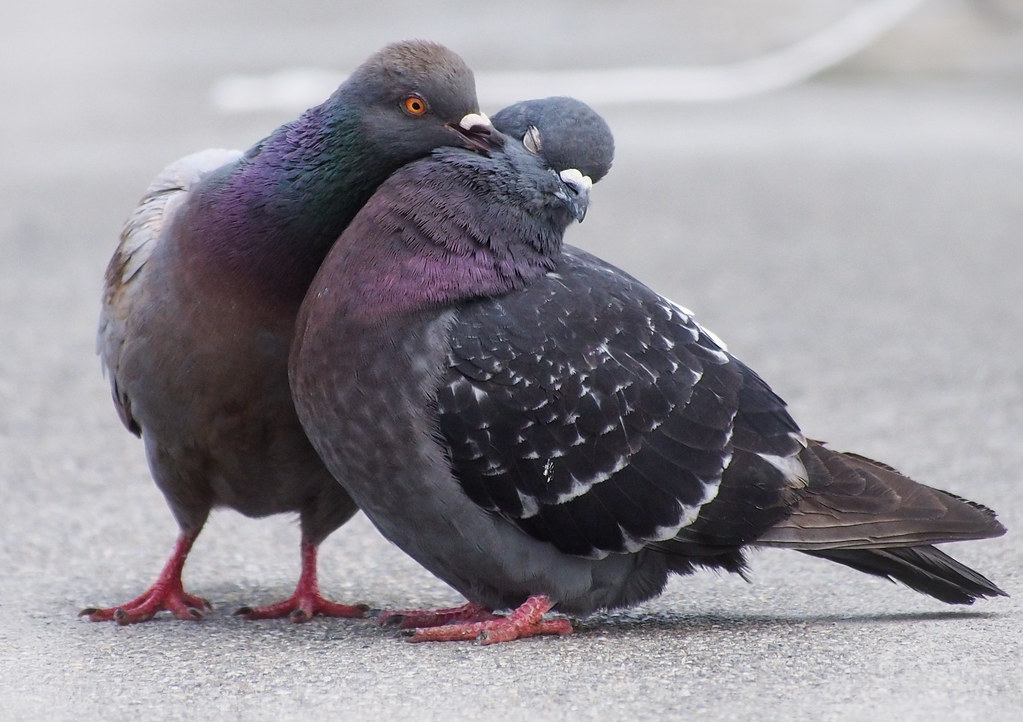 Pigeon Love This photo is no longer available under the Cr… Flickr