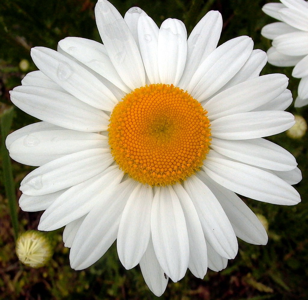 Wildflower 2 June 1, 2012 Wildflower 2 June 1, 2012 … Flickr