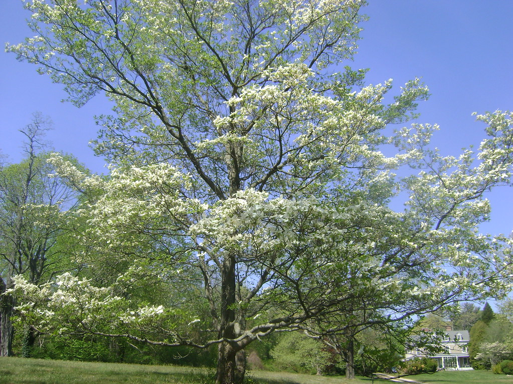 Flowers, Box Hill, Misc. April 2012 073 mariewlsh Flickr