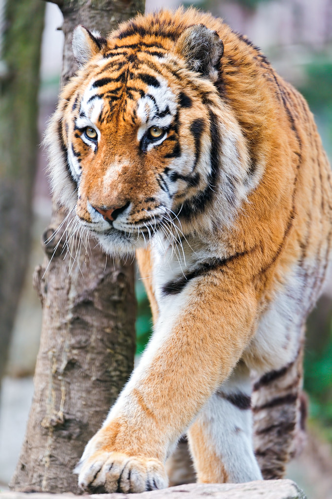 Walking big Amur tiger This male Siberian tiger was very b… Flickr