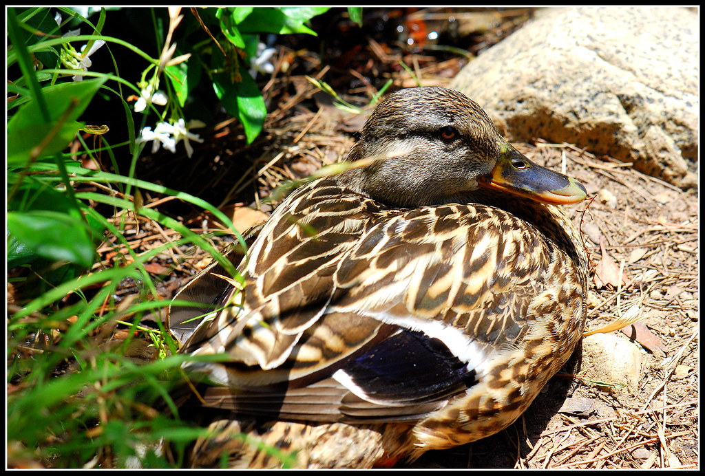 DSC_0036 Lady Duck at the Fullerton Arboretum in Fullerton… Flickr