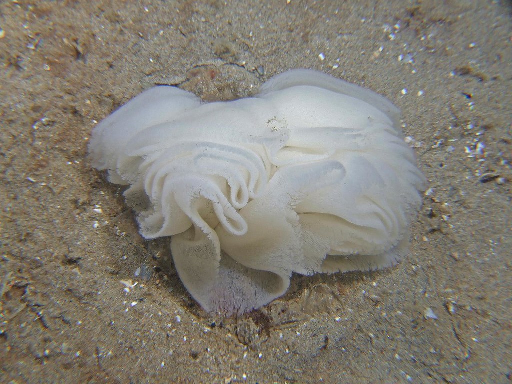 Oscania egg mass Nudibranchia. Sea slug. Large frilly egg … Flickr