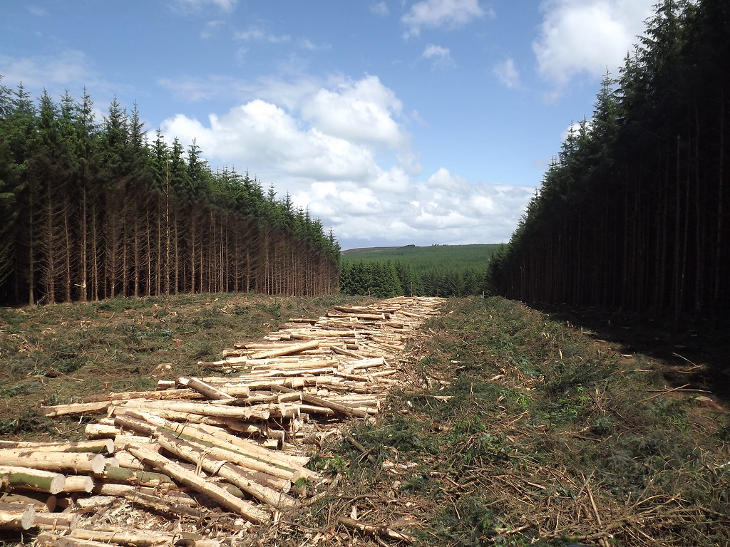 Forestry Timber Wood Flickr