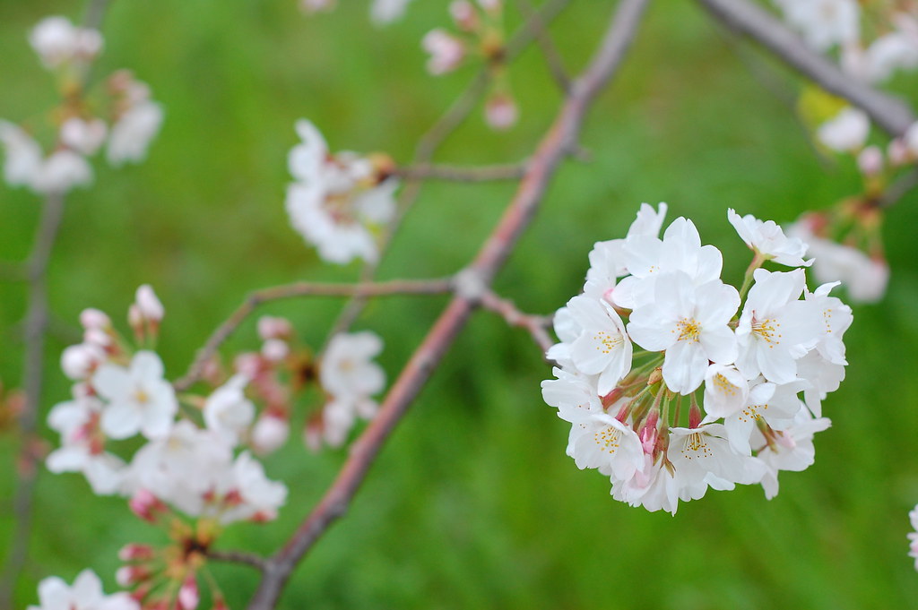 cherry blossom Nikon D40 lonestar texas Flickr
