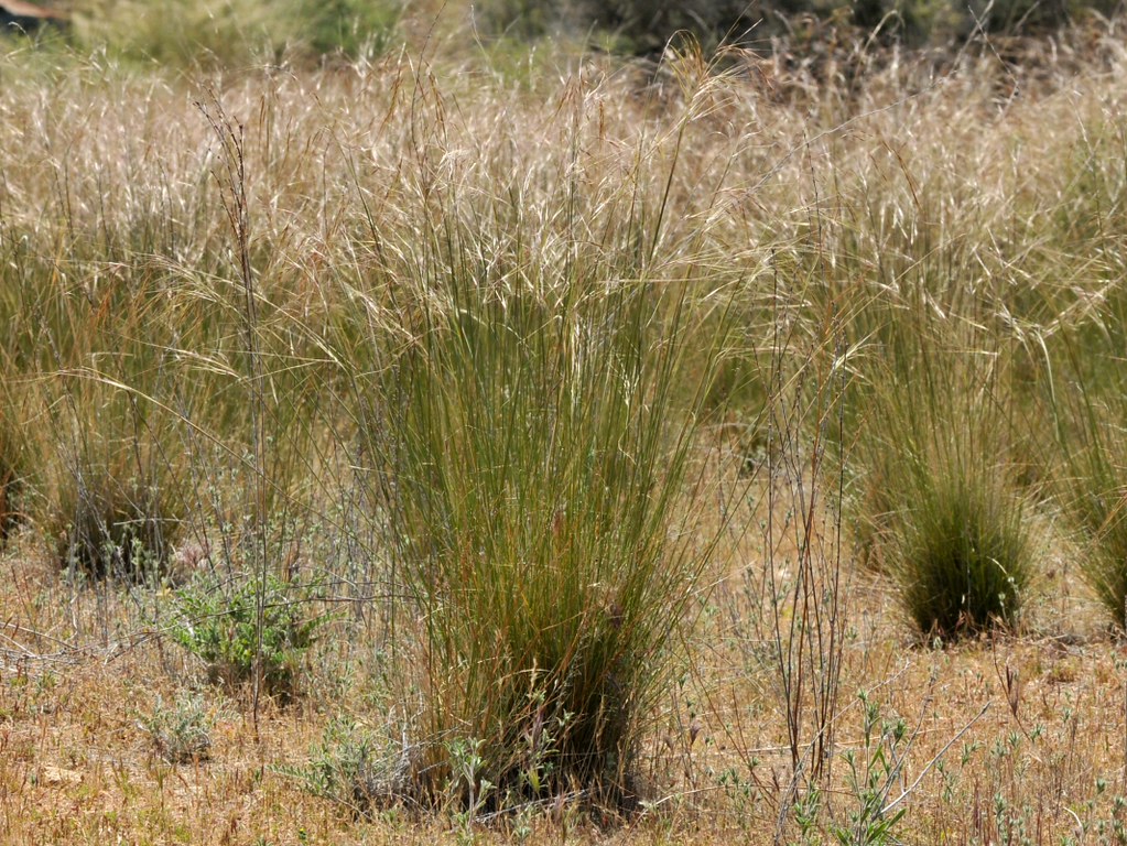 Native grassland with Purple Needlegrass (Nasella pulchra,… Flickr