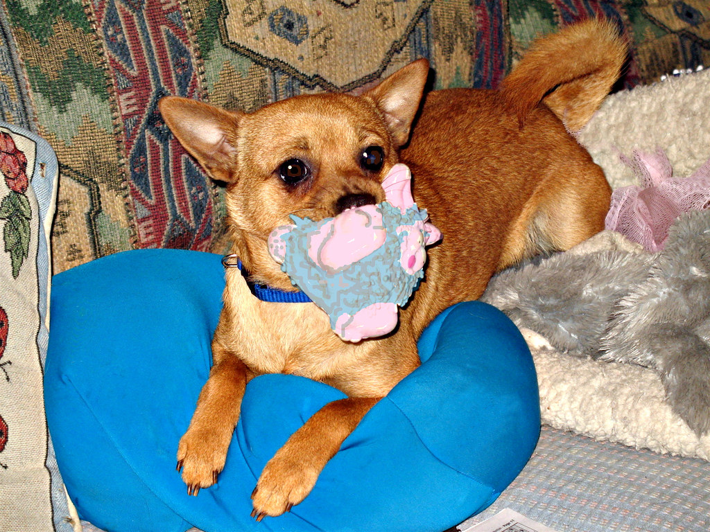 The Sofa Dog Chuck on MY bead pillow with the squeaker du … Flickr