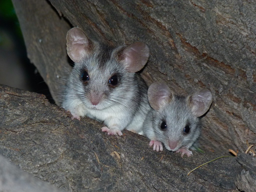 Blacktailed Tree Rats (Thallomys nigricauda) adult and yo… Flickr