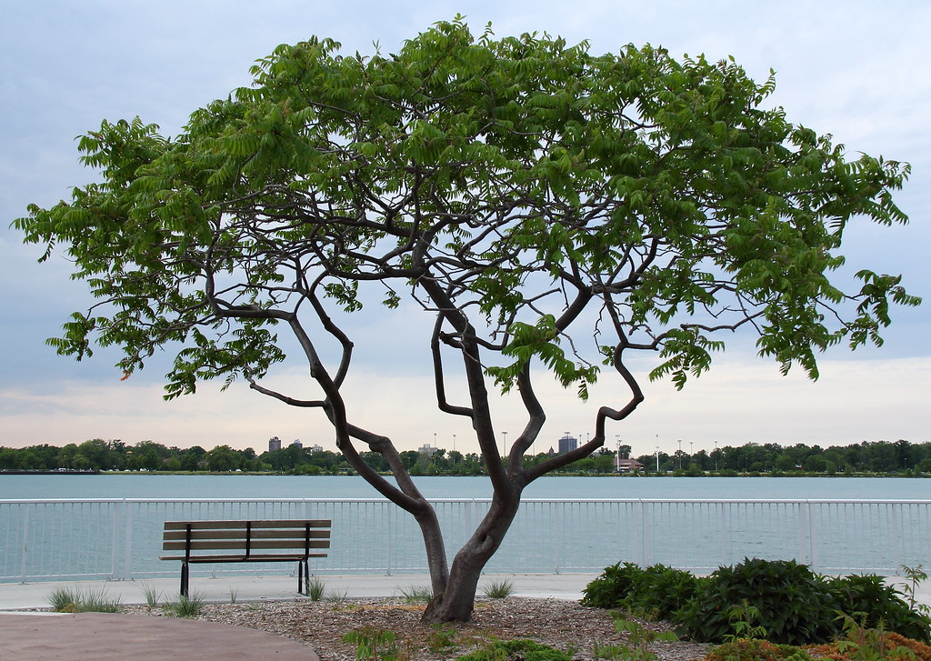 Coventry Gardens 5262012 Geedoed one click at a time! Flickr