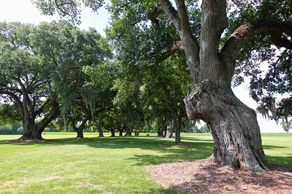 Oaks of St. Joseph Manresa House of Retreats, near Convent… Roy Luck Flickr