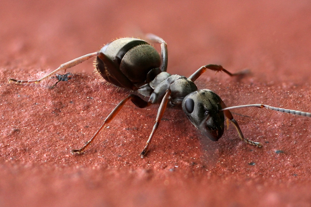 black garden ant Scotland May 2012 Iain Lawrie Flickr