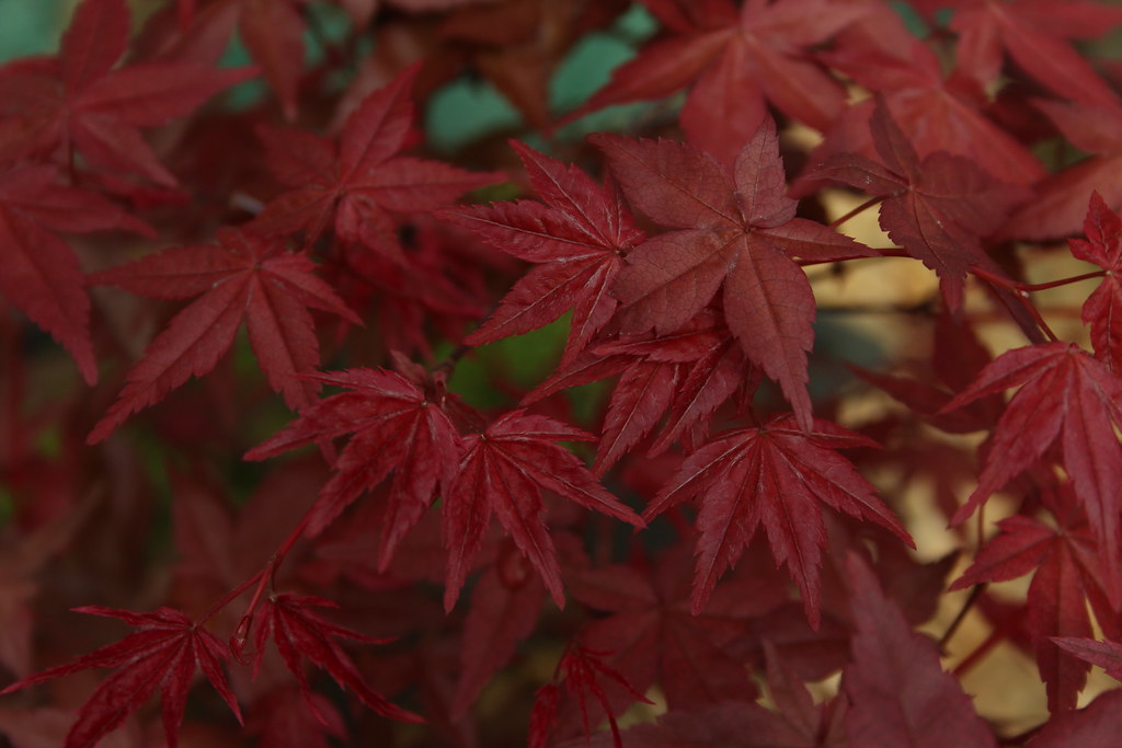 Bonsai trees at Godfrey's Garden Centre Becky Mayhew Flickr