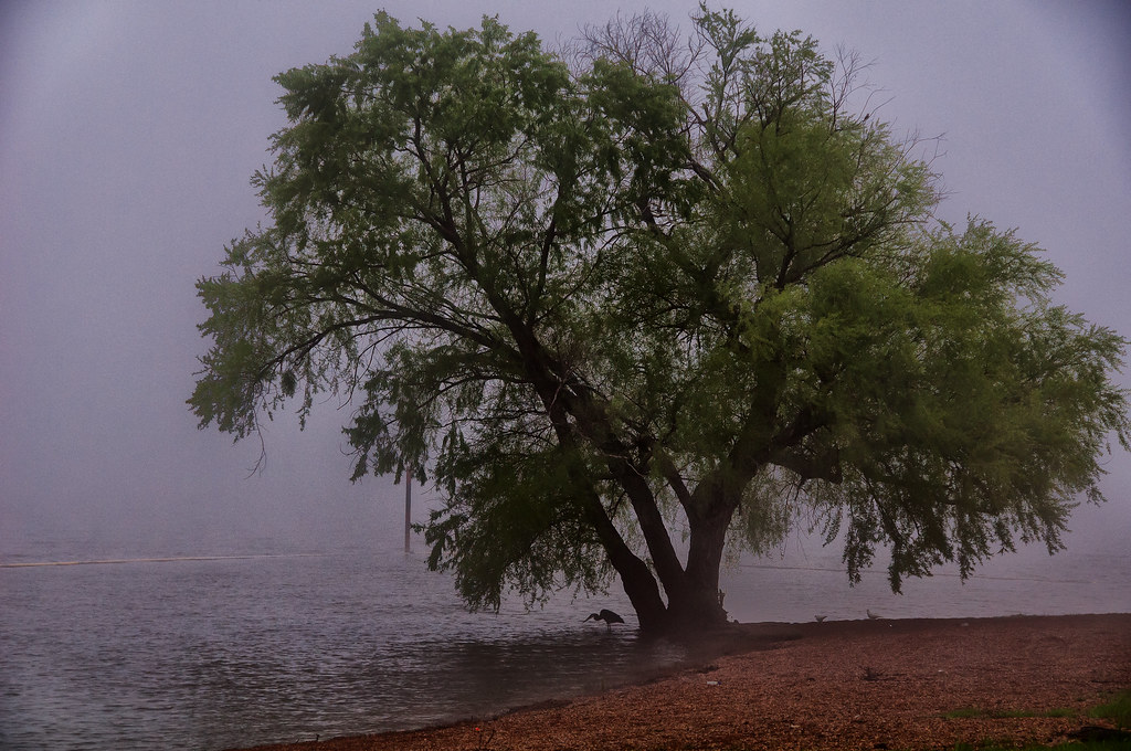 Benbrook Tree Taken near my home in Fort Worth, Texas. StevenSmith1