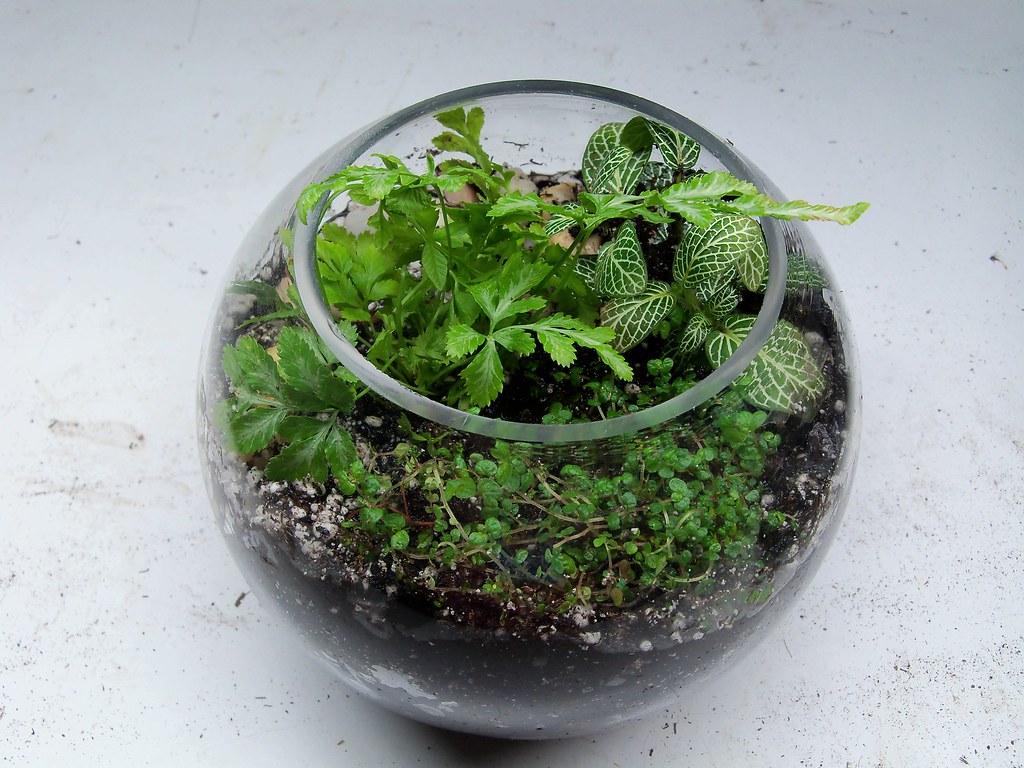 Terrarium for Bryan's office 2012 A terrarium for Bryan's … Flickr