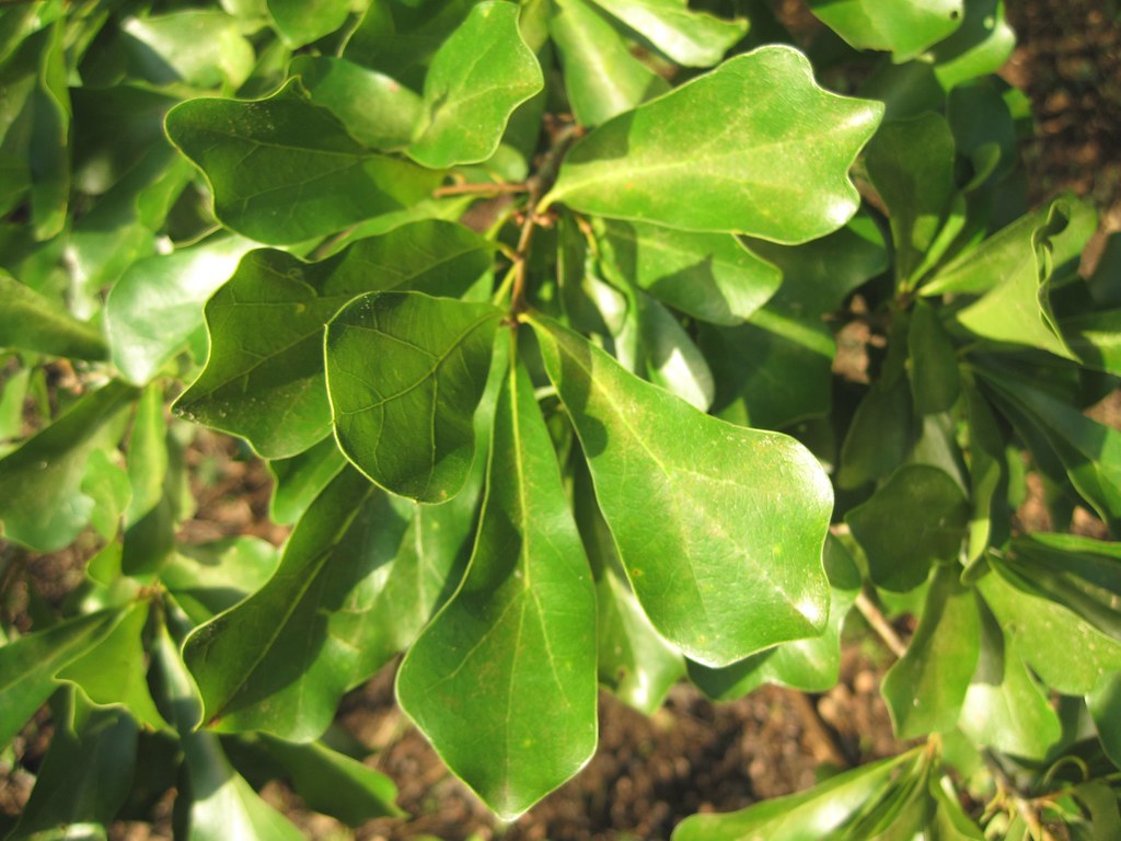 water oak leaf mollsie Flickr