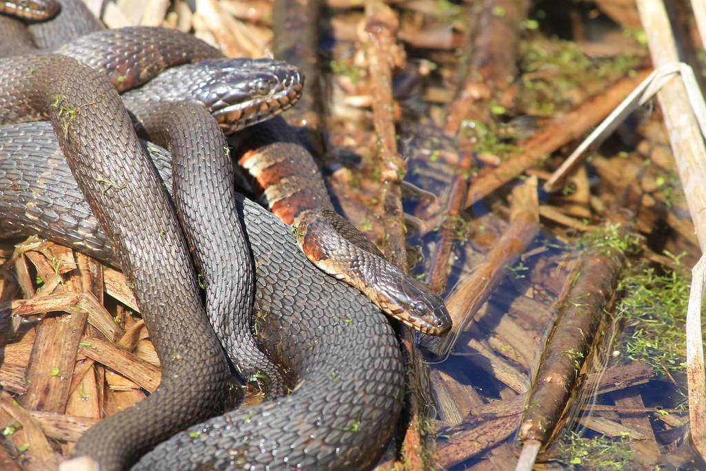 Mating water snakes Big female, lots of smaller males Karl Flickr
