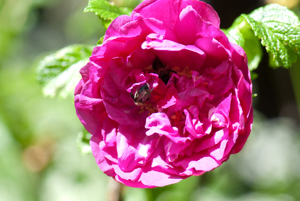 Red rose with bees Vancouver Thomas Quine Flickr