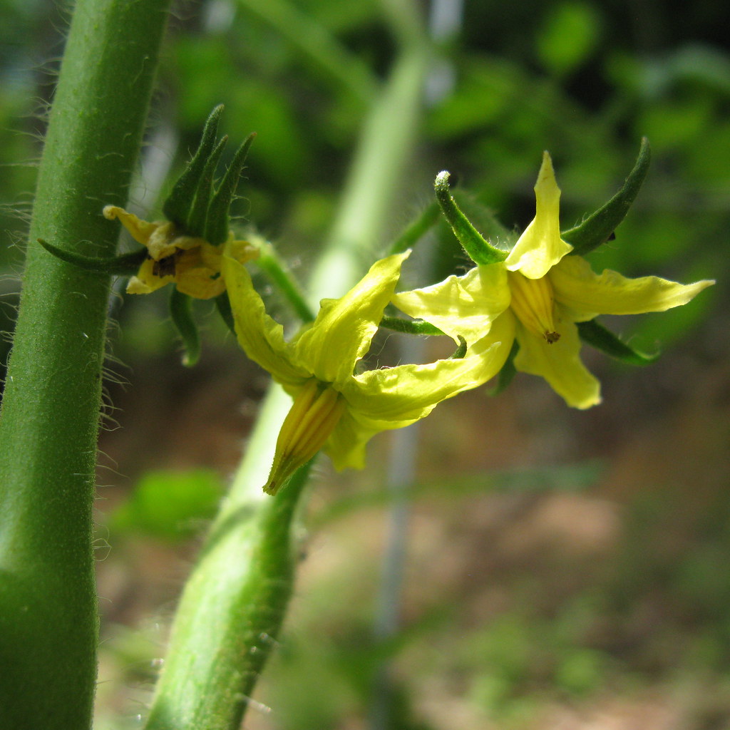 all we need now... are some bees to pollinate the tomato p… Bisse