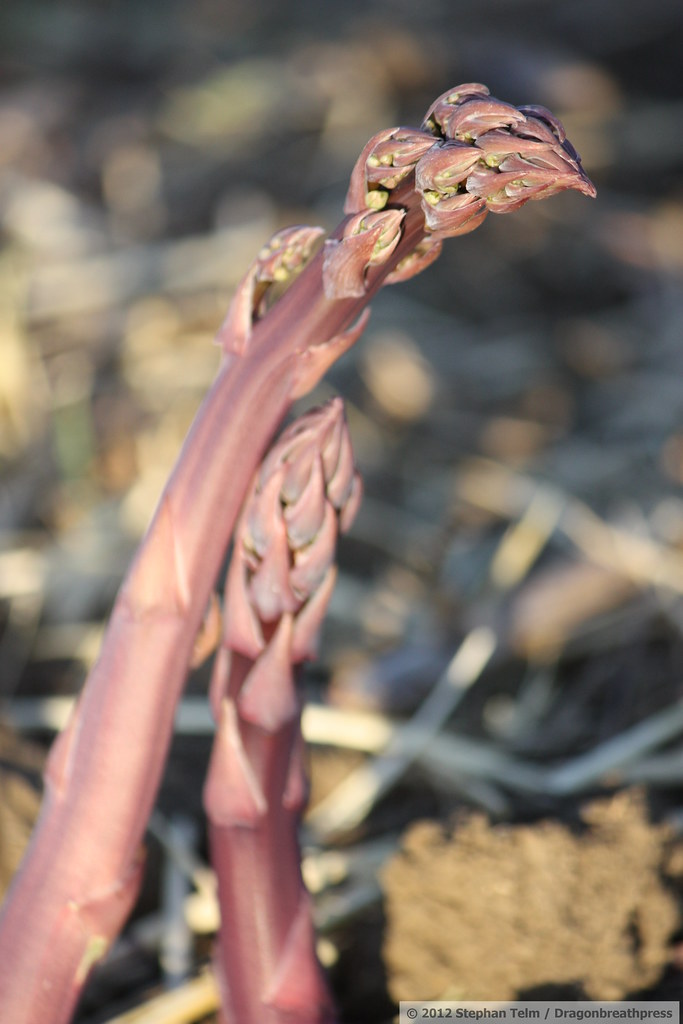 IMG_1317_Purple asparagus Some of the best asparagus ever.… Flickr