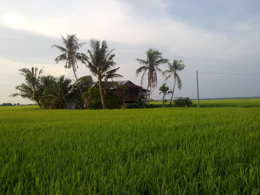 Sawah Padi Paimin Gambar