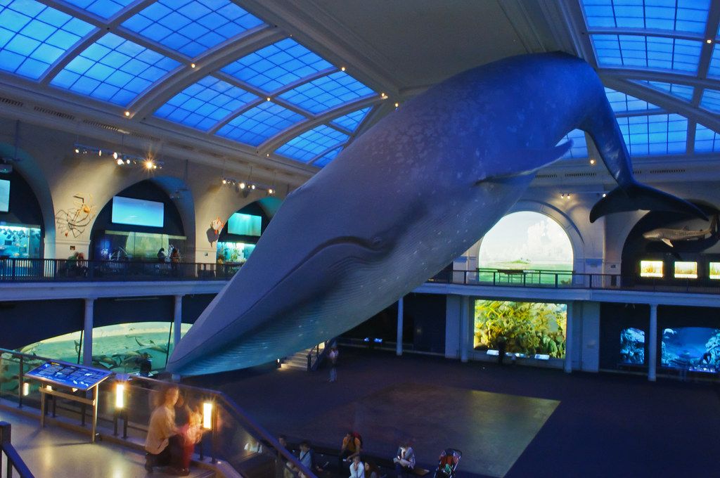 Marine Life Hall, American Museum of Natural History Flickr