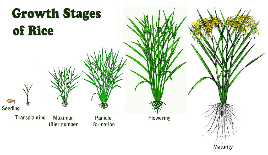 Growth stages of rice The growth of the rice plant may be … Flickr