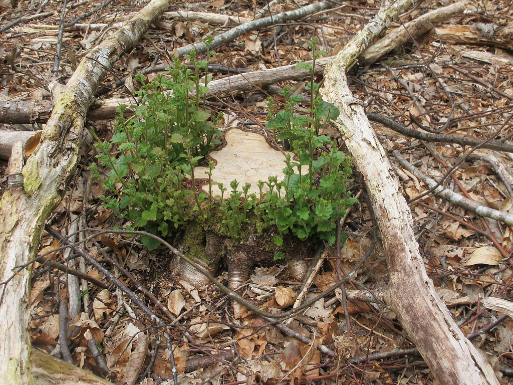 Birch regrowth Tom Kemp Flickr