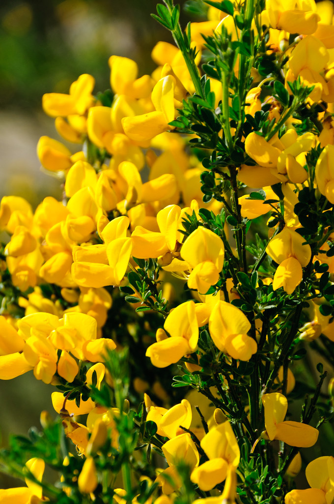 Seattle Scotch Broom 18May2012 hha_9855 Scotch Broom C… Flickr