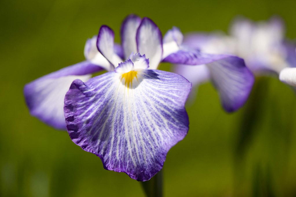 Japanese water iris Iris ensata 'Yamanobe' Photo by Ivo M.… The New