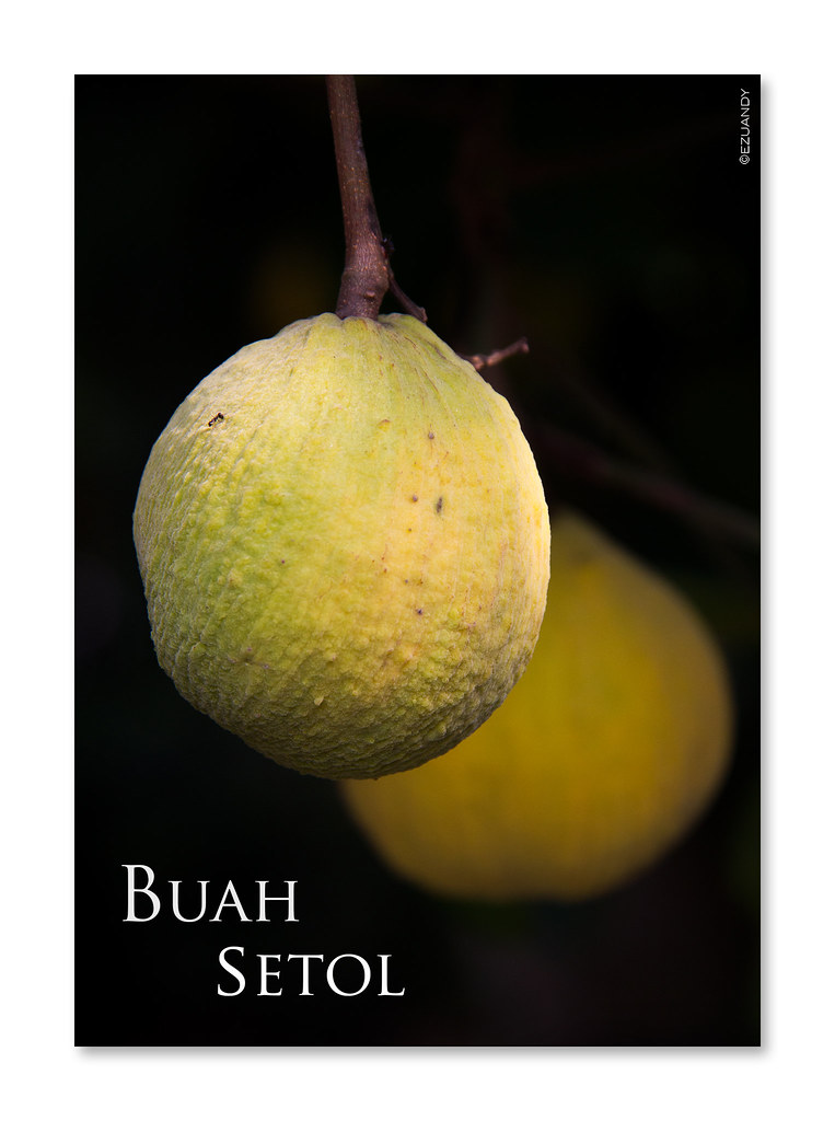 Buah Setol Ezuandy SURADI Flickr