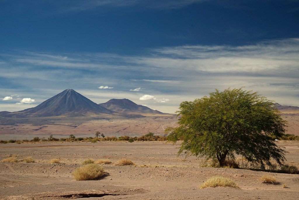 Arbol del Desierto. Algarrobo. San Pedro de Atacama. Chile… Flickr