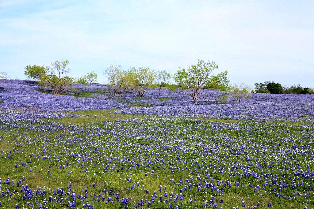 Texas and mesquite trees along the… Flickr