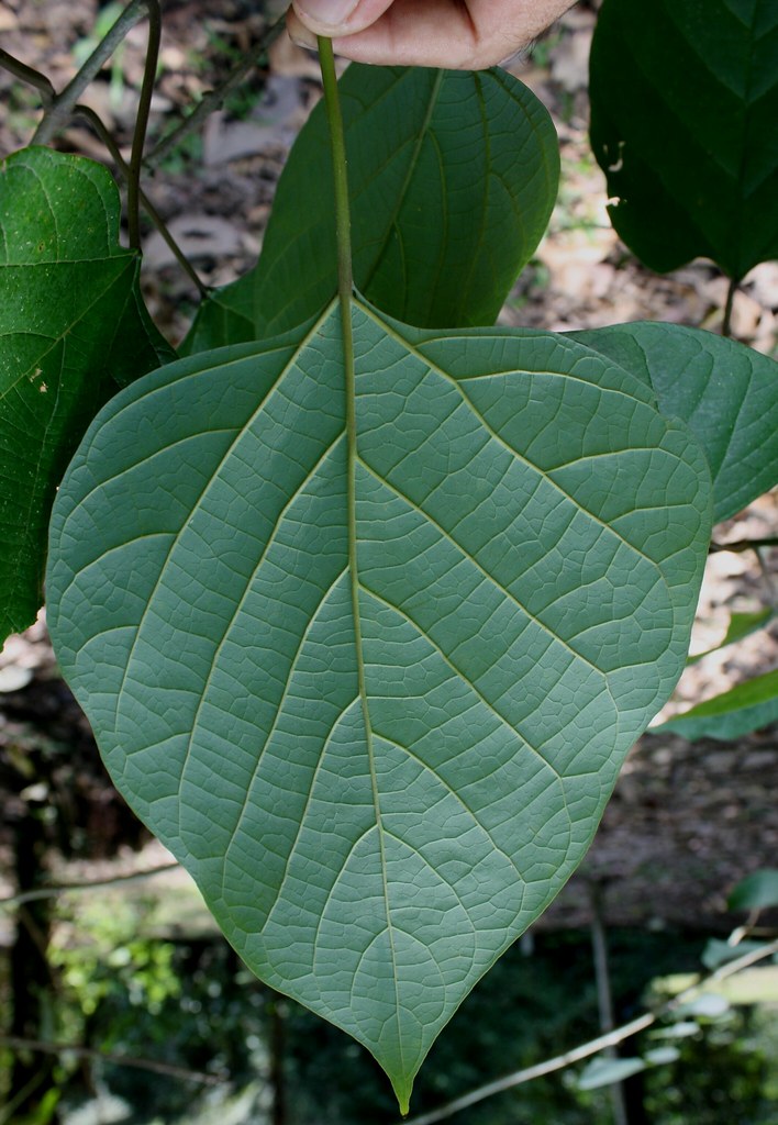 Gmelina arborea Roxb. RIUM, WP Kuala Lumpur, Malaysia. Lea… Flickr