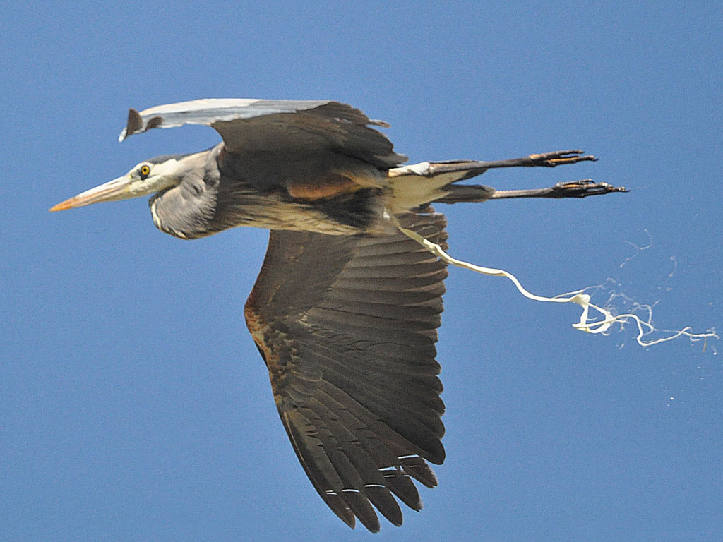 Great Blue Heron Flying And Pooping | Great Blue Heron Flyin… | Flickr