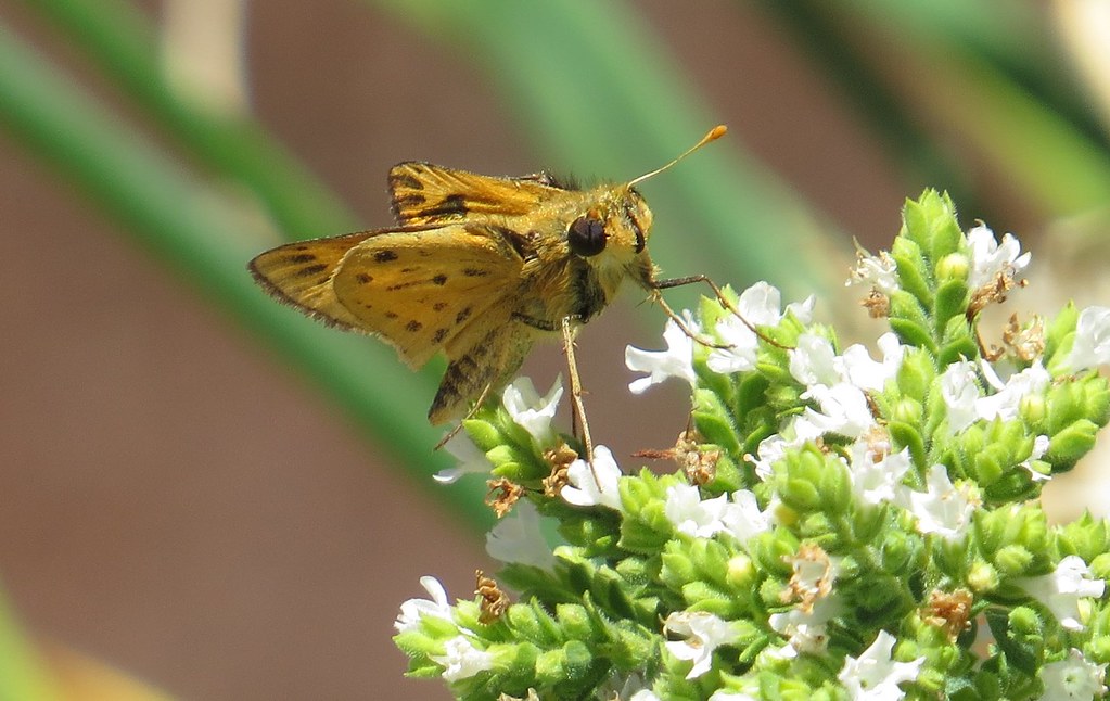 Skipper, Mills Estate Park, Millbrae, CA Skipper, Sebastia… Flickr