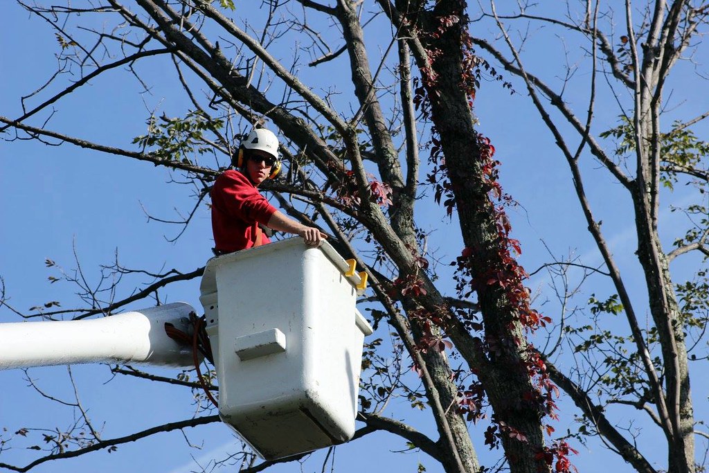 Tree Pruning Cumberland Valley Tree Service Landscaping Flickr