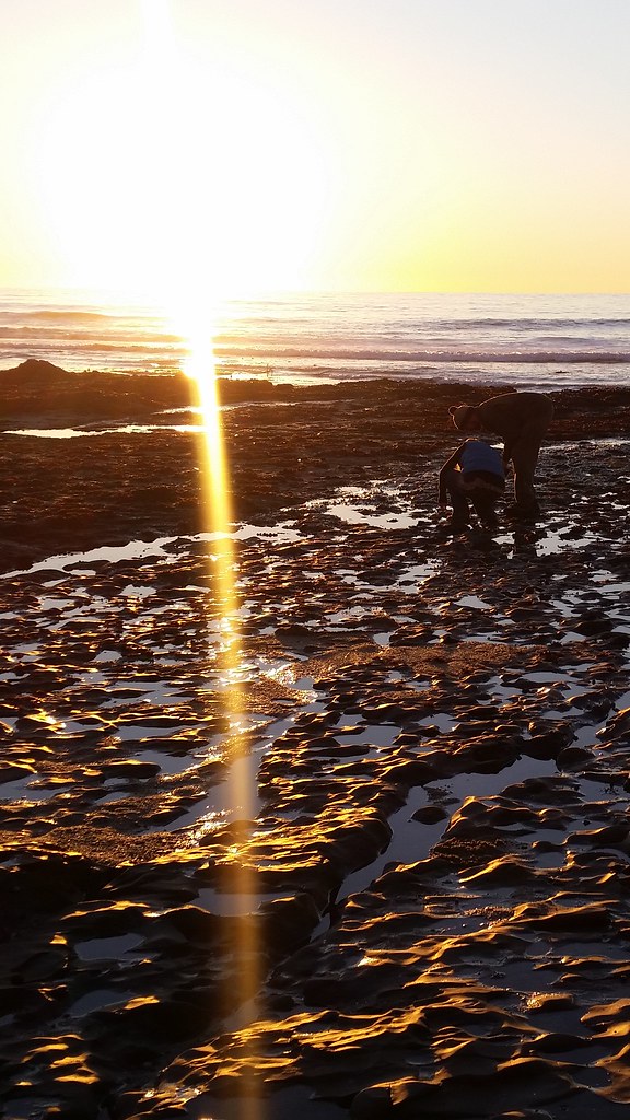 Davenport landing tide pools Katie Flickr