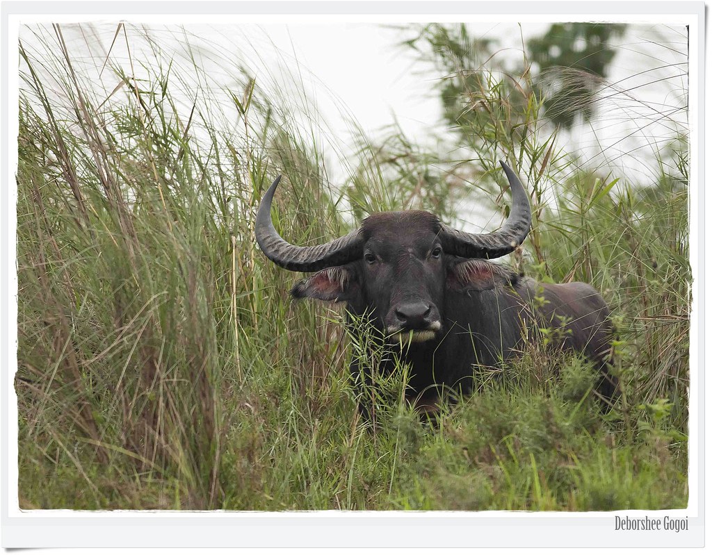 Indian water buffalo status endangered location kaliapan… Flickr