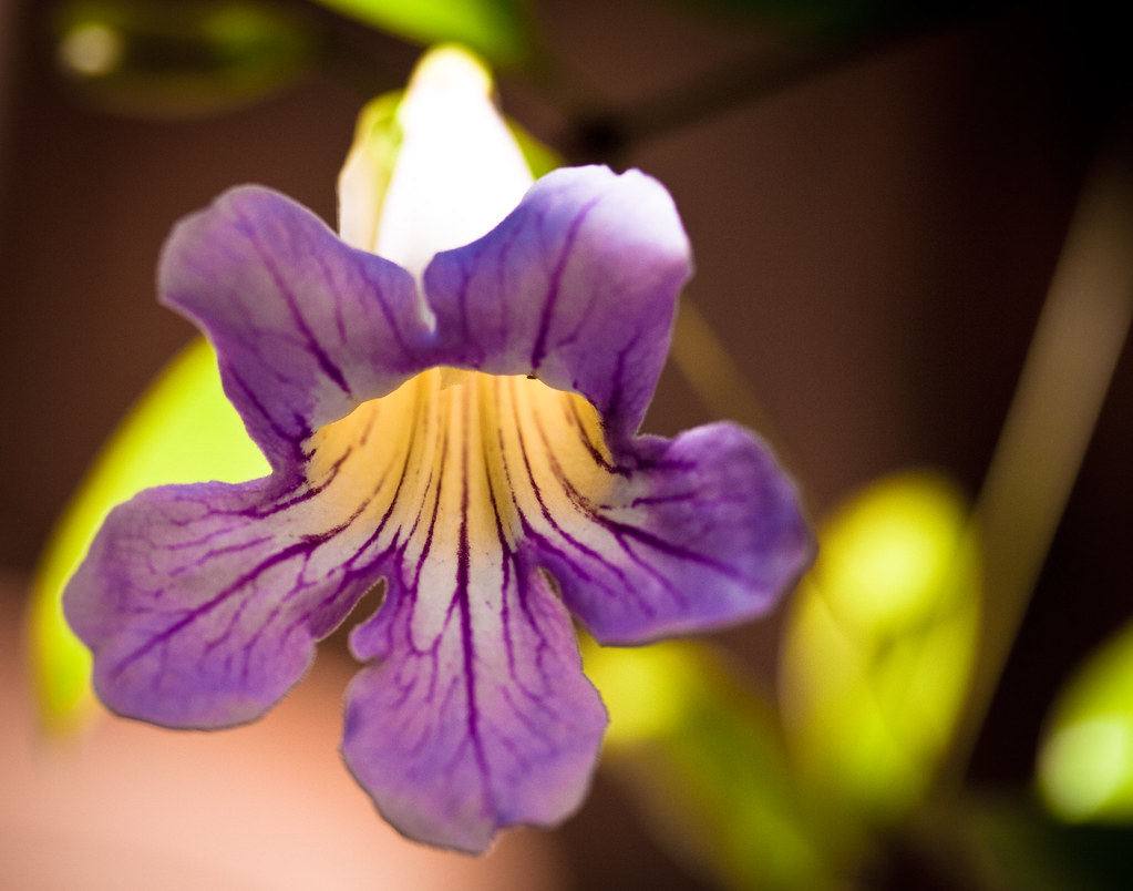 Clytostoma callistegioides Violet Trumpet Vine We have t… Flickr
