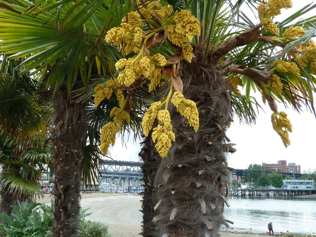 Can Palm Trees Survive In Colorado SARPO